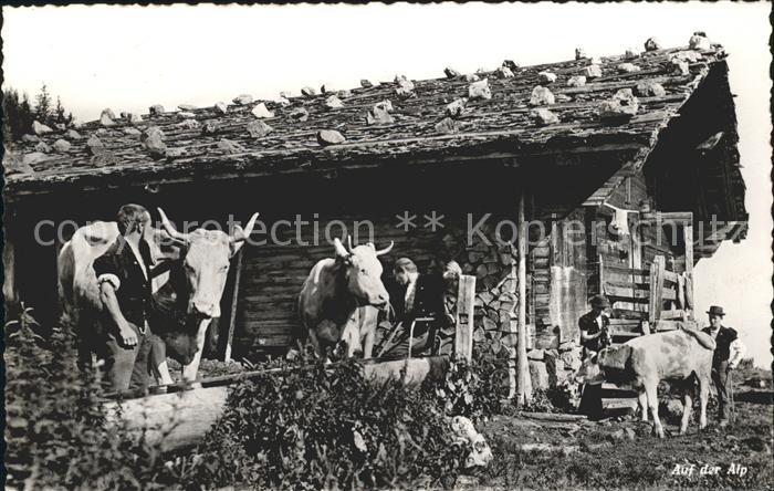 Kuehe Auf der Alp