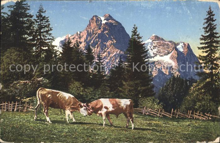 Kuehe Berge Natur Baeume