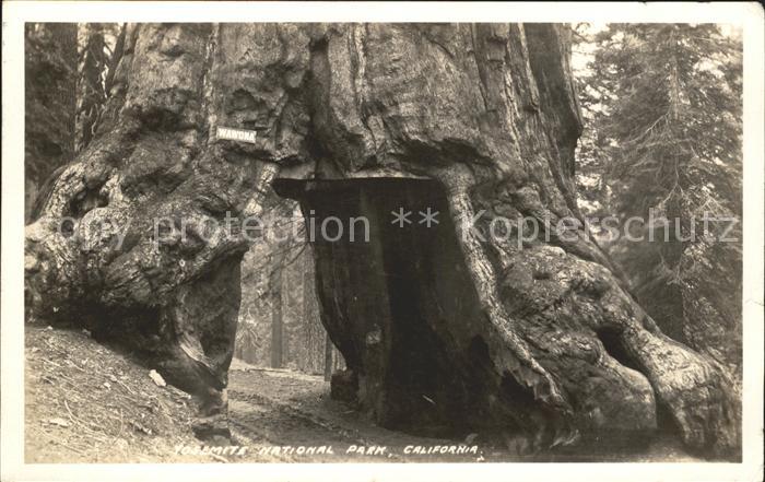 Baeume Trees Wawona Yosemite National Park Californi
