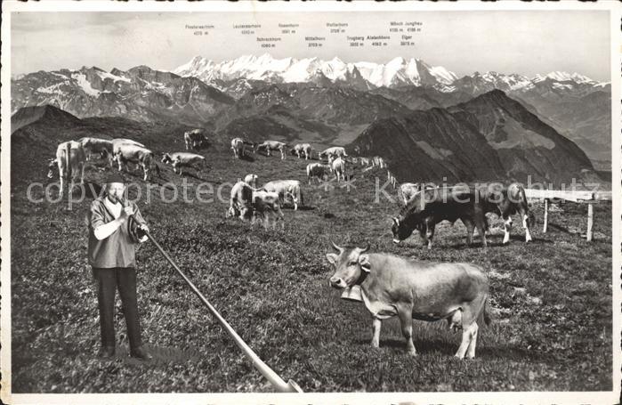 Alphorn Alphornbläser Kühe Rigi-Kulm