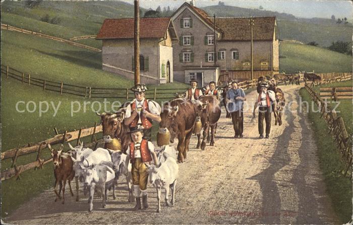 Kuehe Ziegen Heimkehr Alp