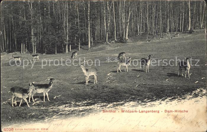Hirsch Sihlthal Wildpark-Langenberg Dam-Hirsche