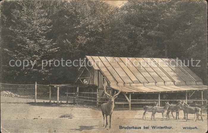 Hirsch Rehe Bruderhaus Winterthur Wildpark