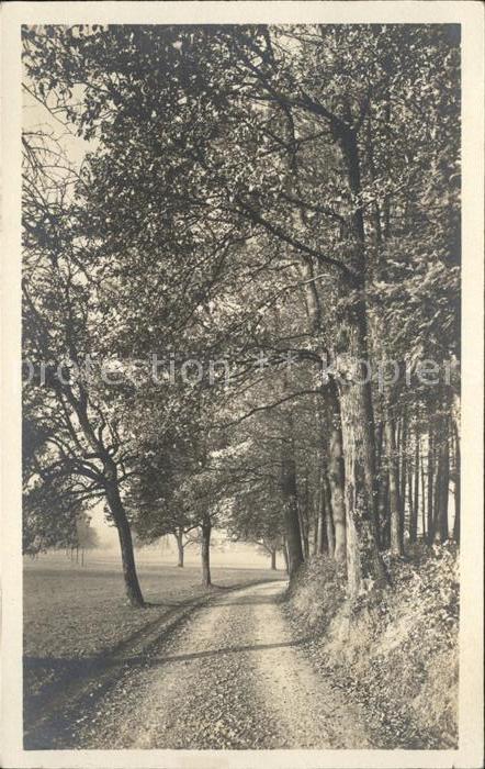 Foto Gaberell J. Nr. 5367 Wald Bäume Waldweg