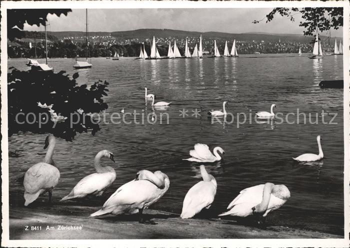 Schwan Schwäne Zürichsee Segelboote