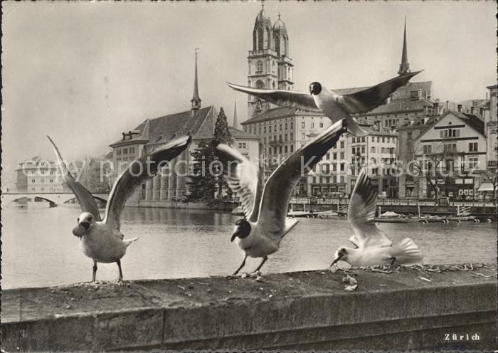 Moewen Seagulls Mouettes Gabbiani Gaviotas-- Zuerich