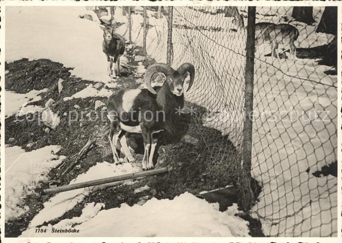 Steinbock