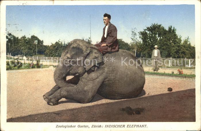 Elefant Inidischer Elefant Zoo Zürich