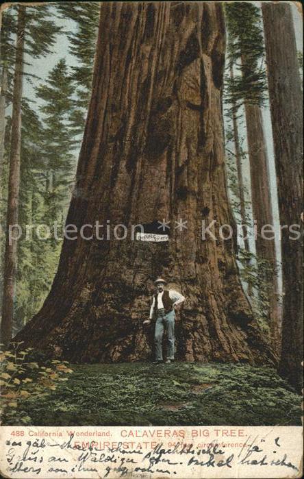 Baeume Trees Calaveras Big Tree Empire State Califor