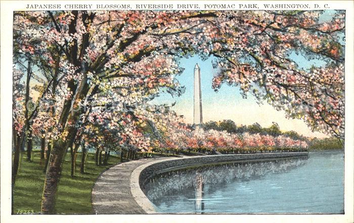 Washington DC Japanese cherry blosssoms riverside drive potomac park