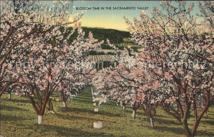 Sacramento California Blossom time in Sacramento Valley