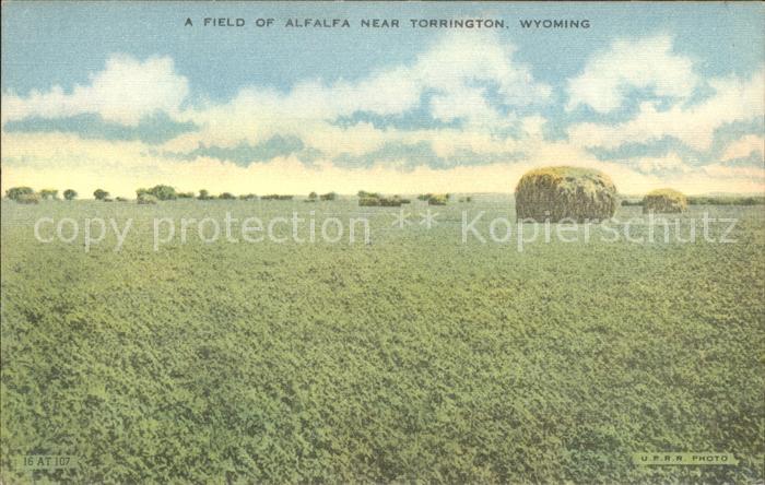 Wyoming US-State Field of Alfaalfa near Torrington