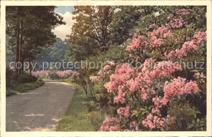 Biltmore North Carolina Biltmore House and Gardens Kalmia Mt- Laurel Approach Ro
