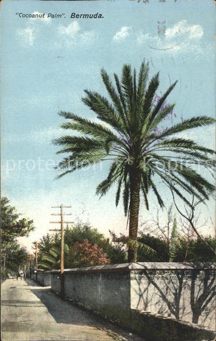 Bermuda Cocanut Palm