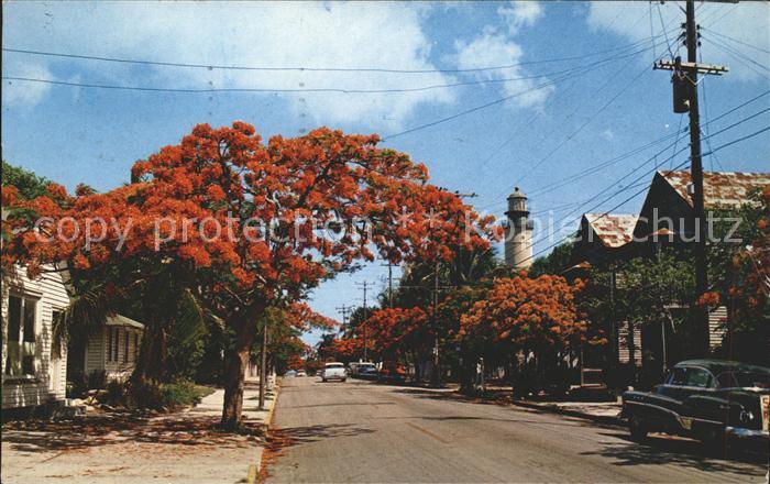 Key West Royal Poinciana Trees Simonton Street Lighthouse