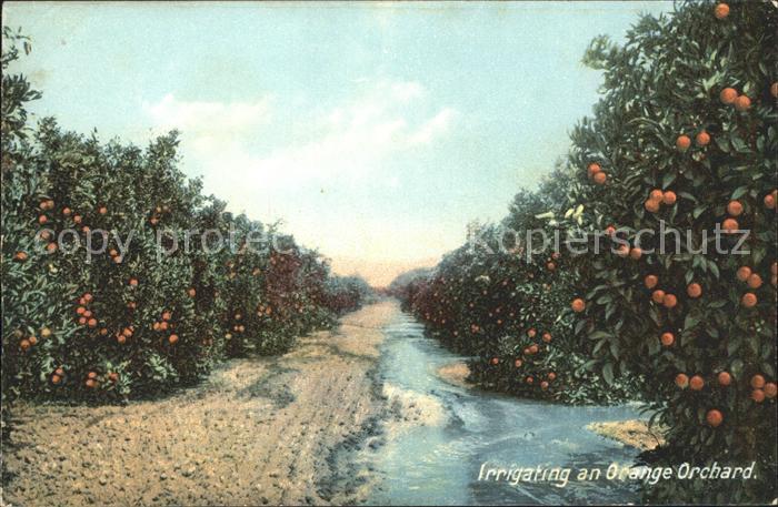 California US-State Orange Orchard Orangenplantage