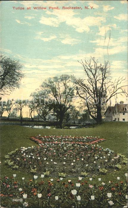 Rochester New York Tulips at Willow Pond