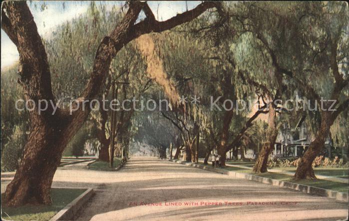 Pasadena California Avenue with Pepper Trees Allee