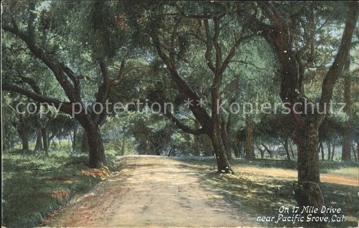 Pacific Grove Waldpartie