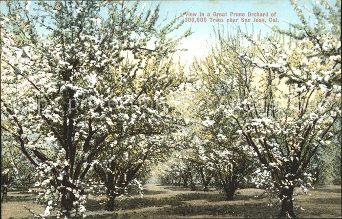 San Jose California Trees Plantage