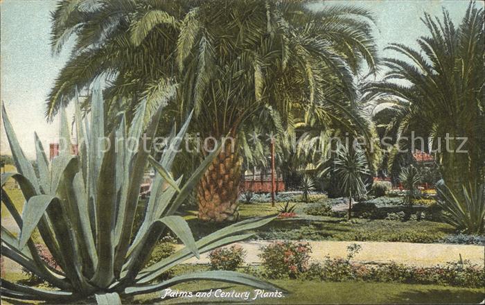 Los Angeles California Palms and Century Plants