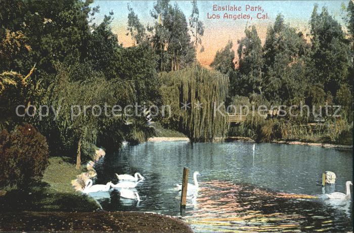 Los Angeles California Eastlake Park Schwaene