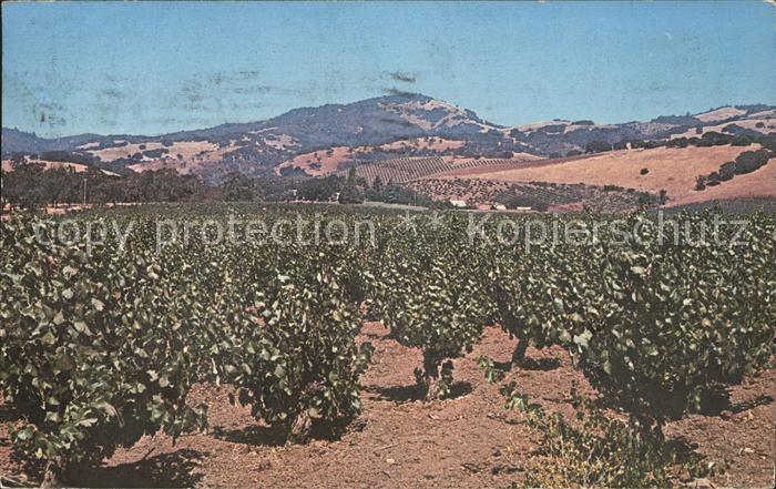 Glen Ellen Vineyards