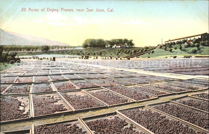 San Jose California Acres of Drying Prunes