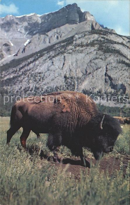 Tiere Bison Canadian Rockies