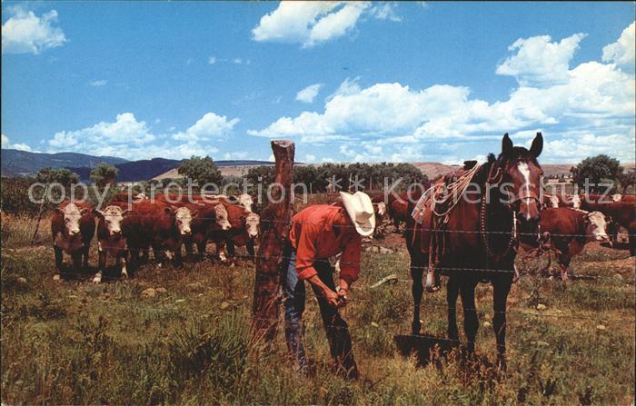Cowboys Repairing fence Whiteface Cattle Graze
