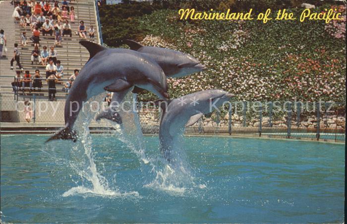 Delfine Delphine Dolphins Dauphins Delfi Leaping Dolphin Trio Marineland of the