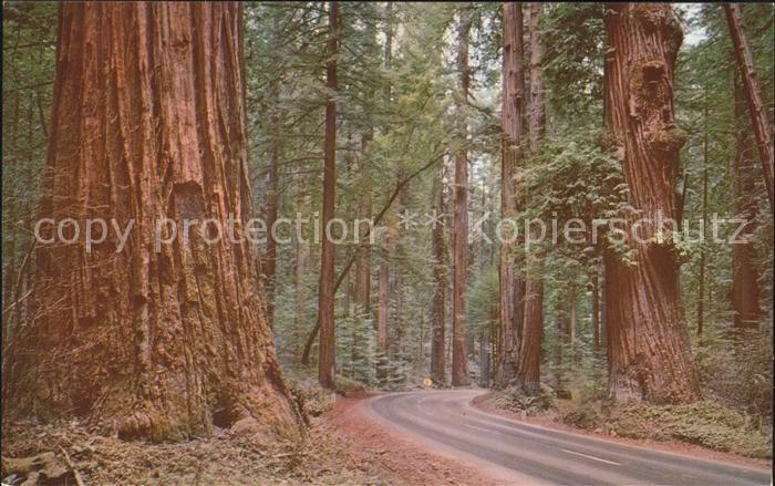 Baeume Trees Redwood Giant with Burls Redwood Highwa