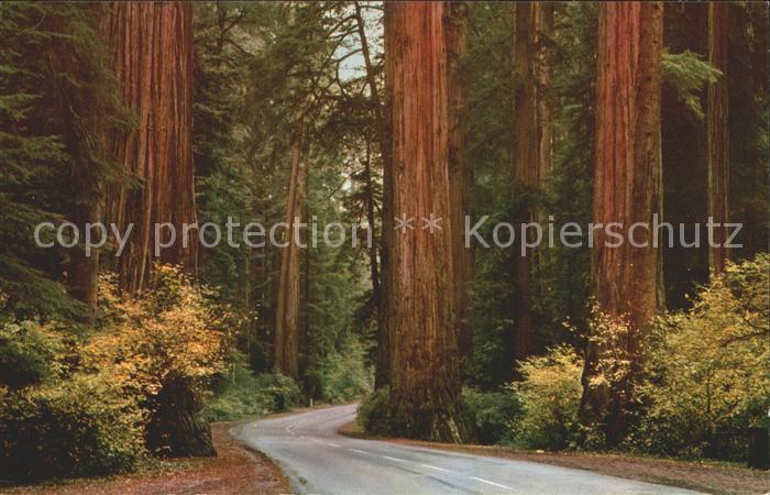 Baeume Trees Redwood Highway California