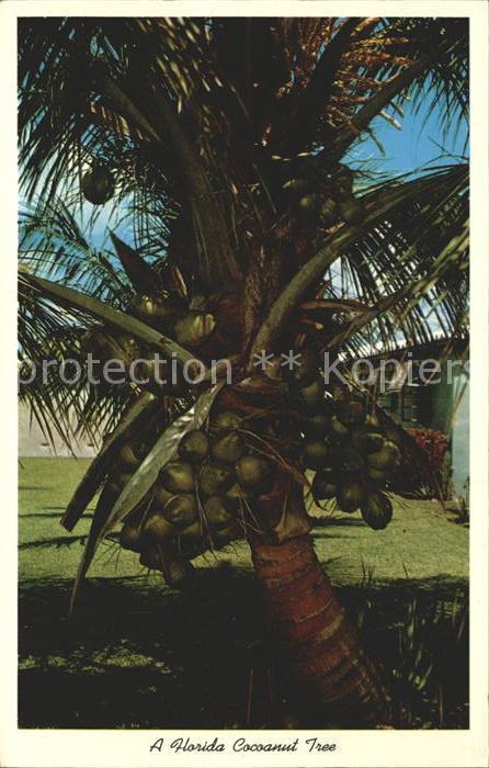 Baeume Trees Palme Kokosnuss Florida Coconut Tree