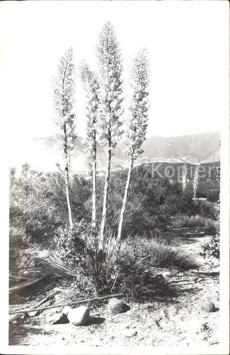 Pflanzen Yuccas