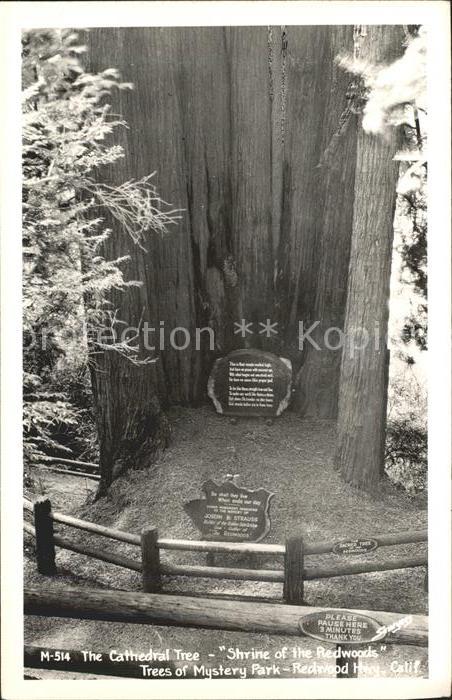 Baeume Trees Cathedral Tree Shrine of the Redwoods M