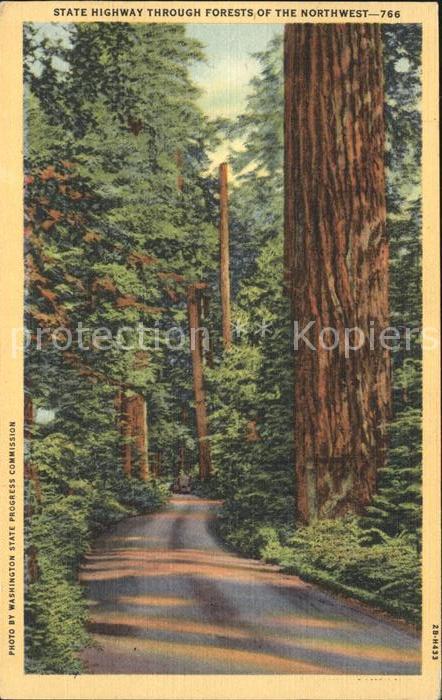 Baeume Trees State Highway Forest of the Northwest
