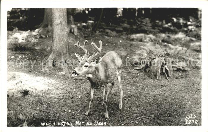 Hirsch Washington Native Deer
