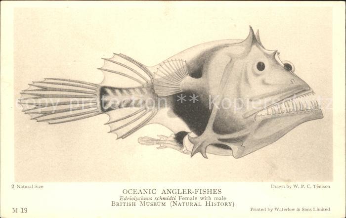 Fische Oceanic Angler-Fishes Edriolychnus schm