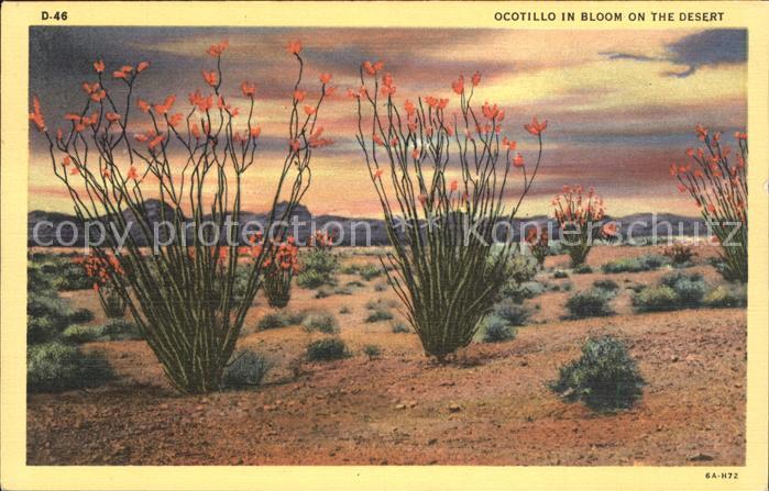 Pflanzen Ocotillo in bloom desert