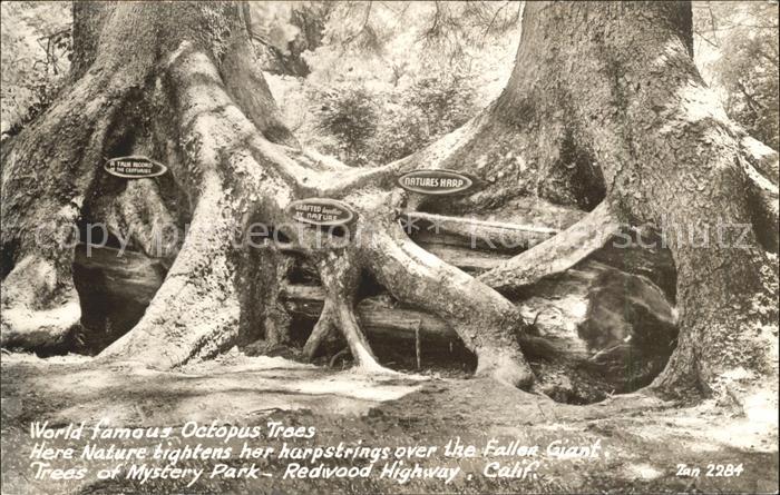 Baeume Trees Octopus Trees Mystery Park Redwood High