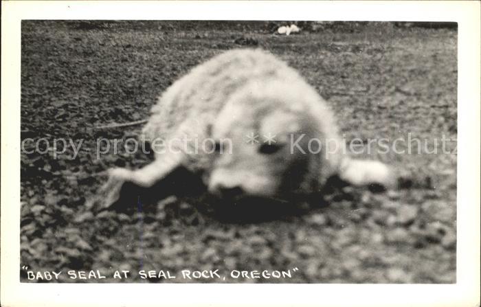 Robben Seehunde Baby Seal Seal Rock Oregon