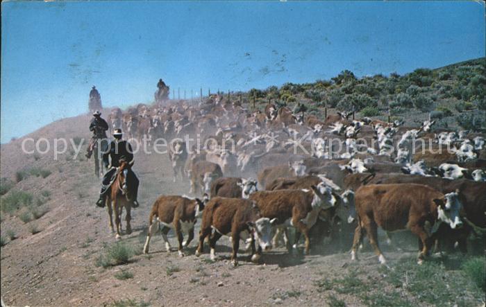 Kuehe Herde Western Cattle Drive