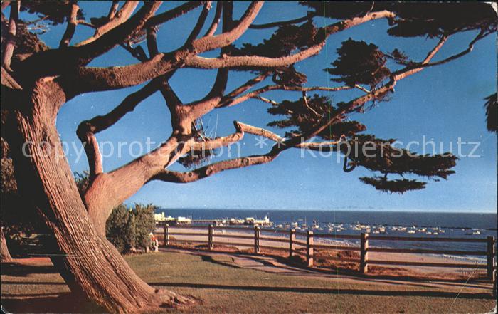 Baeume Trees Pepper tree Palisades Park Santa Monica