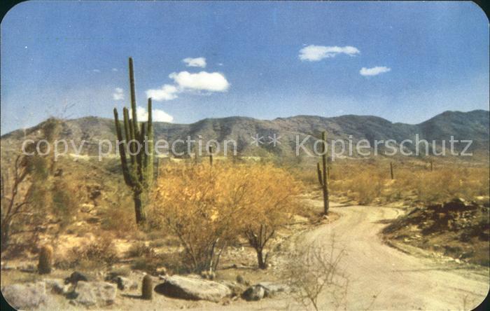 Kakteen Desert Roadway