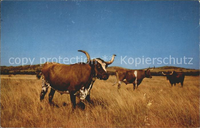 Stiere Lonhorn Steers