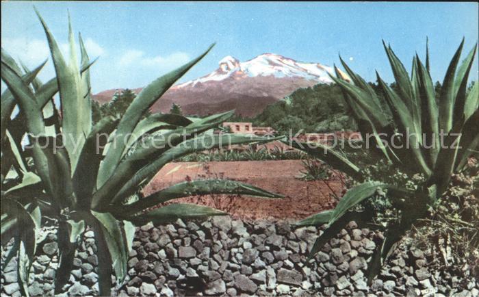 Pflanzen Mexico