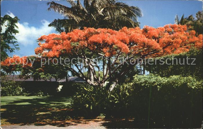 Baeume Trees Flame Tree Royal Poinciana Hawaii