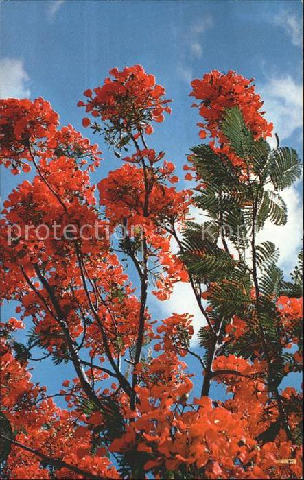 Baeume Trees Royal Poinciana Tree in Full Bloom