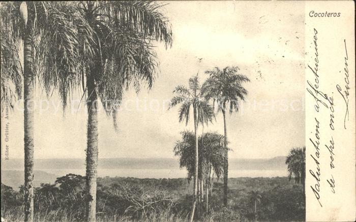Baeume Trees Cocoteros Kokospalmen